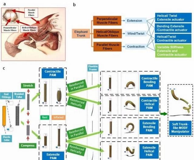  [象鼻]受象鼻启发，哈工大造出柔性机器人