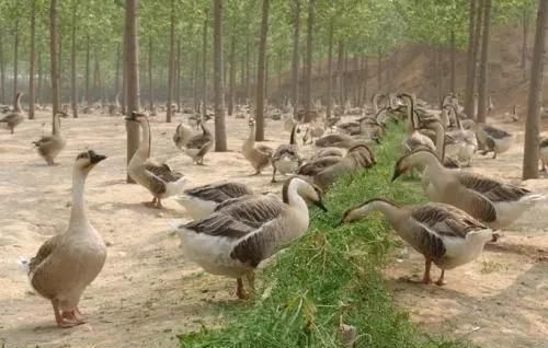  全身：全身是宝，养一只就赚1000元，目前养的人不多