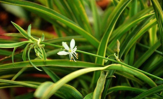 「长得」吊兰放在家中哪个位置?摆放在“3个地方”,一天一个样,长爆盆