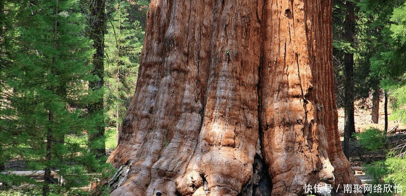 世界上最古老的九大树木, 中国神木上榜, 最后一棵存活9000多年!
