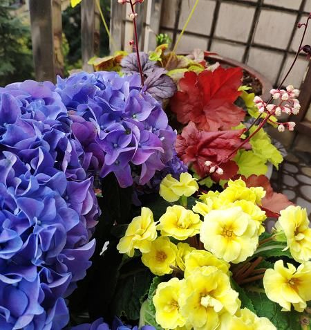  粉色@最美的春天是多姿多彩的，给你推荐7种颜色的花草植物！
