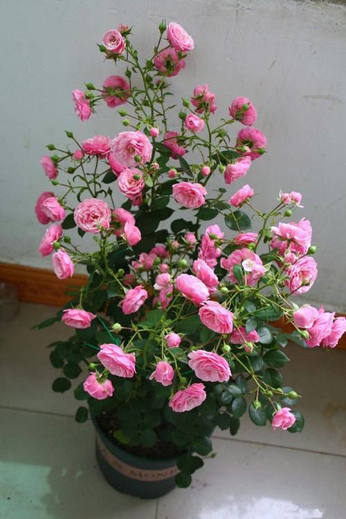  『东海』喜欢菊花，推荐养盆“菊中珍品”东海红，似莲花绣球，绚丽淡雅！