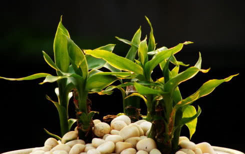  阳光@这3种植株不能“晒”，你把它放阳台上养，不黄叶才怪！