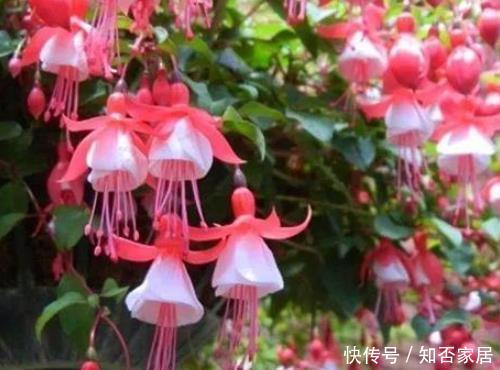 『经验』这4种花没经验的别瞎养,新手很难养活,很多“高手”都放弃了