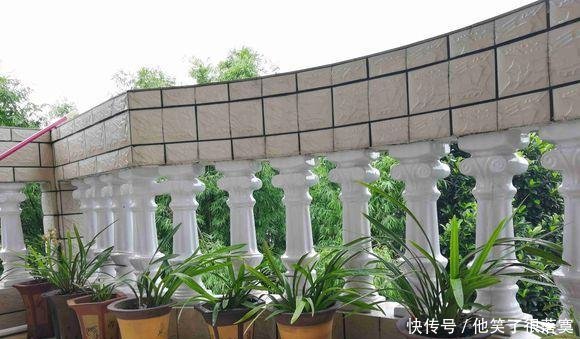  小苗■兰花分株的“最佳”时间，早一步晚一步都不成