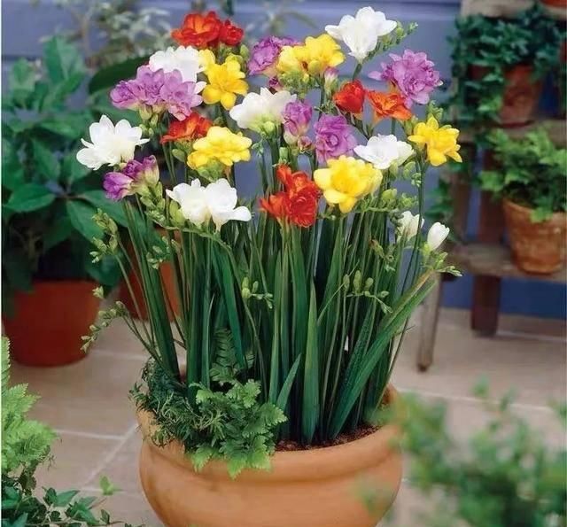  「排水良好」家里养这五种“香香花”，满堂生香，跟空气清新剂说拜拜