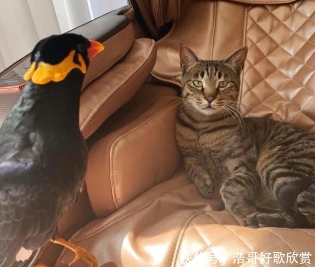  【豪车】杨幂疑似被迫停工已返京回家，豪车内晒父亲爱宠，爸爸单手托鹦鹉