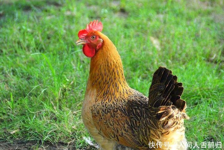  「鸡舍」农村一种家禽，曾经不被重视，现一斤20元，农民年收入5