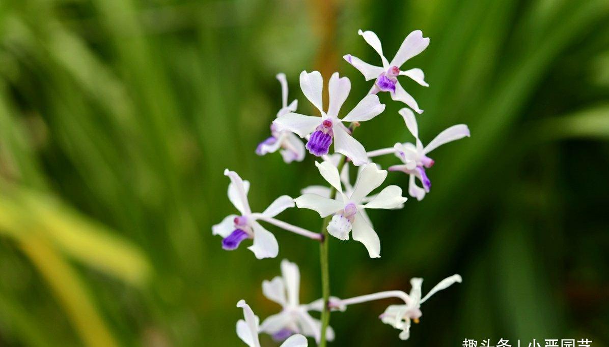  『茎秆』兰花花朵淹没在叶片下？教你怎样让花朵“鹤立鸡群”