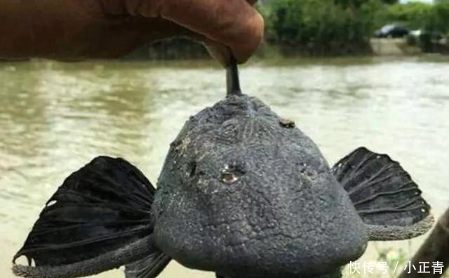  「中国」最牛外来物种, 竟然在中国“泛滥”! 谁能提供好的吃法?