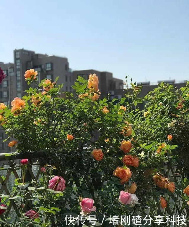 孩子■两个孩子的妈妈,利用空闲时间,在露台打造出一片花的海洋