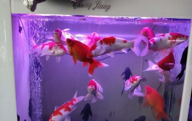 关系■鱼缸水质浑浊与硝化菌的关系