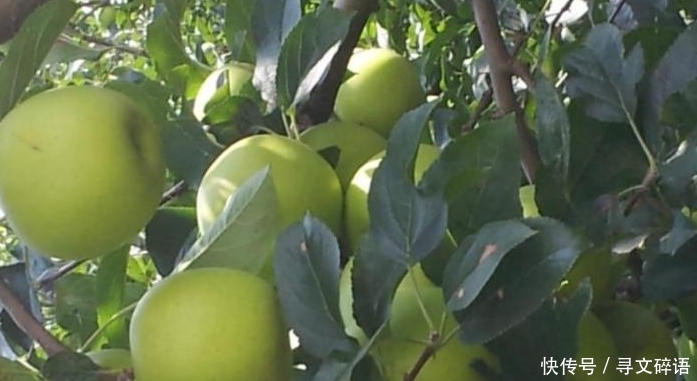  果实：80年代火遍大江南北，后因果实会生锈，跌落神坛，如今销