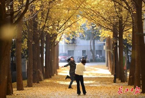 华科有条“银杏谷”丨图集