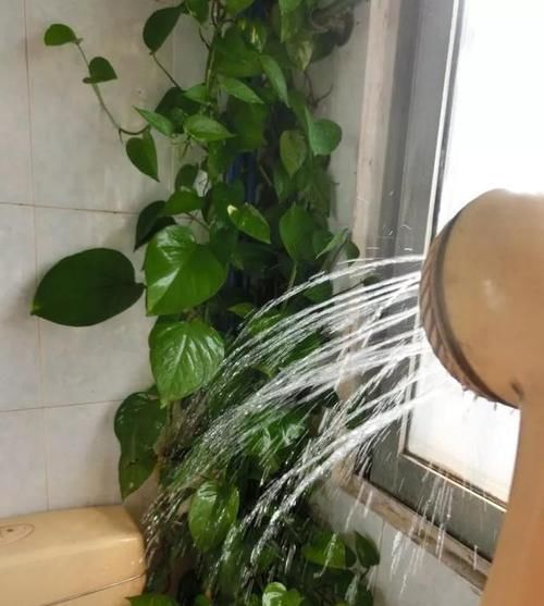  潮湿■卫生间潮湿有异味，养3种耐阴花，绿意盎然生机旺！