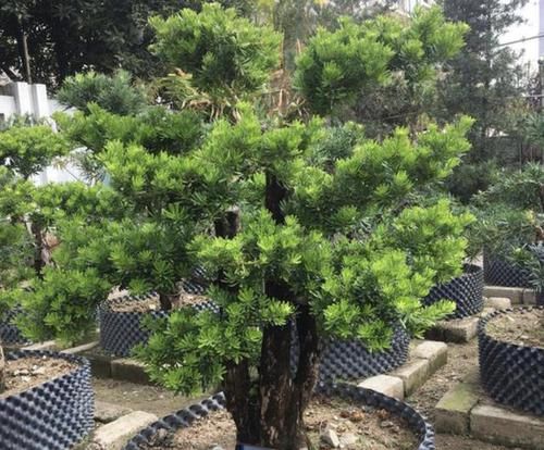 「值钱」3种花，养越久越“昂贵”，摆客厅“大气”，3年后变值钱！