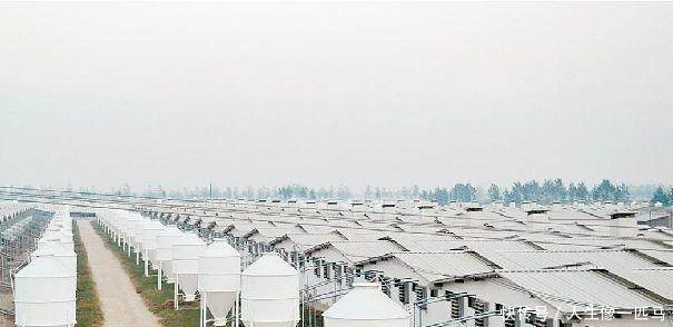 养猪人愤怒了，新希望董事长刘永好被骂惨，他究竟说了什么