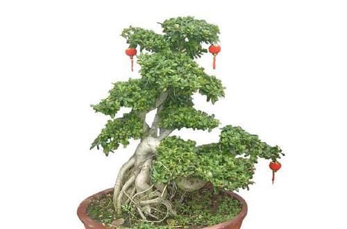  「观赏」以下几种树，都可以做成盆景，赏识性极高