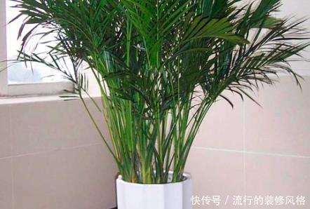 甲醛|家养这3种绿植,轻松吸甲醛杀菌,家人健康从此多一份保障