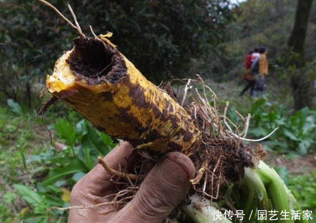 此草人称“吐血草”，农民割去喂猪，真可惜！却不知它能止血祛瘀
