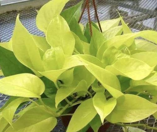  磷酸二氢钾粉末：绿萝黄叶后，花盆里埋1种“粉末”，22天后枝叶“有光泽”，美！