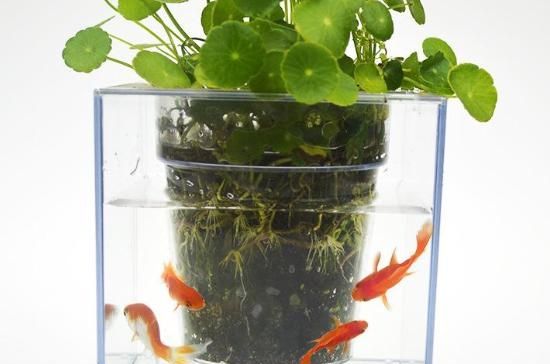  [花儿]在水盆栽中养鱼，创造了不一样的美景！注意这几点花儿好鱼也好！