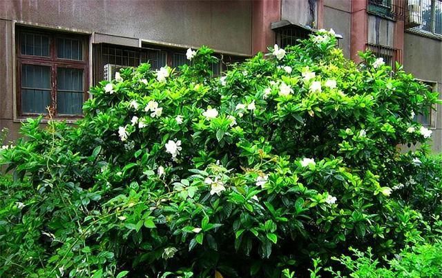  「光照」新买的栀子花有“3怕”,难怪黄叶、掉花苞,千万要管住手!