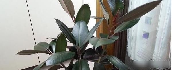  『植物』橡皮树是一种非常好的观叶植物，盆栽橡皮树怎么养