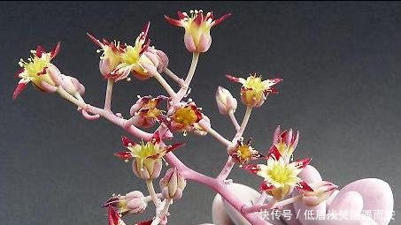  『肉肉开花必须剪掉』多肉植物开花了，怎么办肉友剪掉！