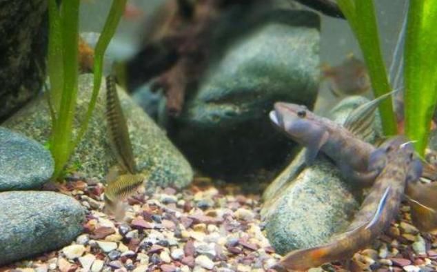  『生活环境』这一种观赏鱼不仅仅非常好看，又很好养，快学学饲养经验吧