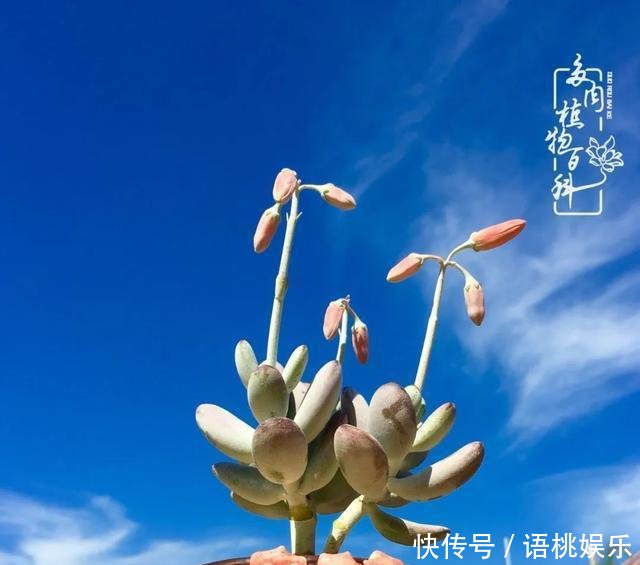 #喜欢#一粥一饭填饱肚子,一屋一花神仙日子!生命不止,玩趣不停!