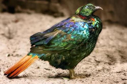 尼泊尔的国鸟，中国的一级保护动物，被称为九色鸟的它