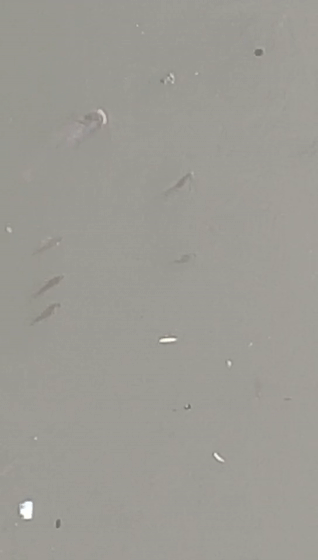  「惊现」奇闻！小清河惊现“鱼山鱼海”“万鱼奔腾”场面