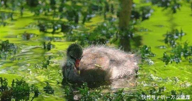 多个国家已灭绝，国内到处可见，一斤28元被农民当摇钱树