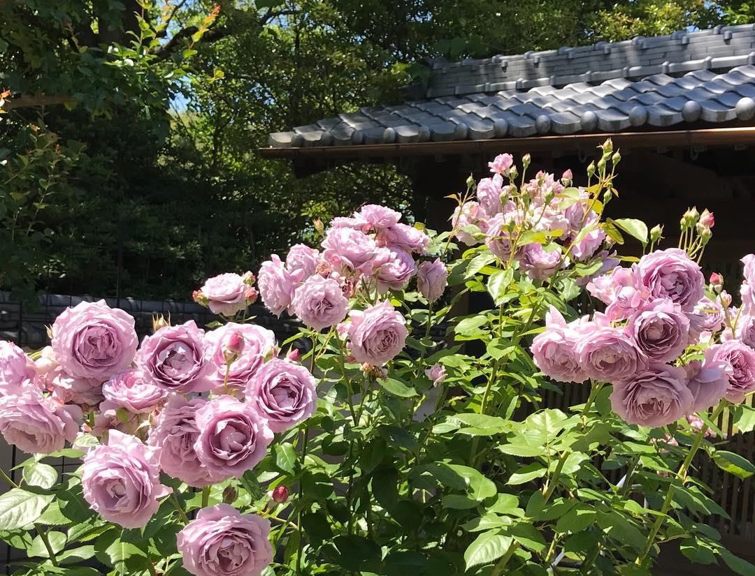  「值得」可以盆栽的“蓝色玫瑰”，花期长，香气四溢，种植容易，值得入手