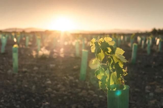  『热火朝天』四月，吐鲁番一片热火朝天
