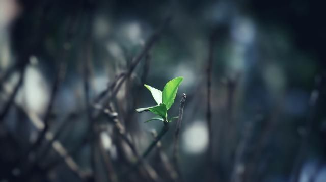  四喜■老话“门前出现四喜，家中能人辈出”有没有道理？四喜是