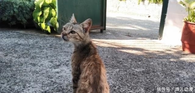  奶奶：瘦弱老猫流浪多年，因一碗剩饭而“隐居”村庄，每天凌晨叫醒奶奶