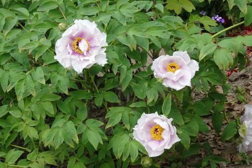 「牡丹」喜欢菊花,不如养盆“精品牡丹”景玉,花开紫芯黄蕊,粉嫩欲滴!