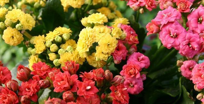  『家里』3种花忒好养，家里养几盆，花开娇美寓意好，开花不断美爆你家园
