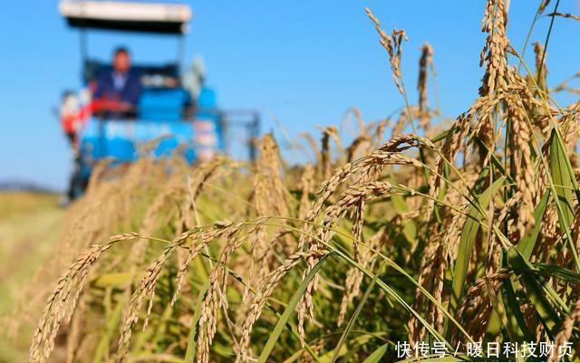 中国粮食地图:过半省份缺粮,上海北京天津广东