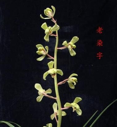  「常见」蕙兰老八种都有谁？除了常见了程梅和大一品，其他六种是什么？