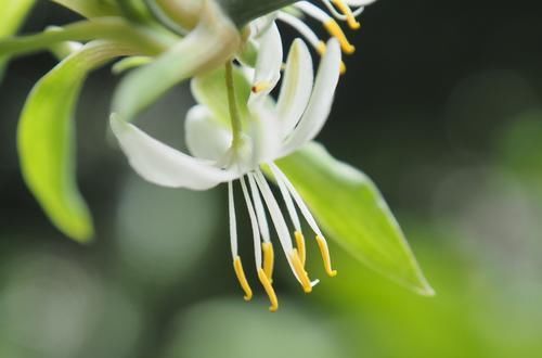  家里■3种花很好养，轻轻松松就爆盆，家里养出小花园，漂亮极了