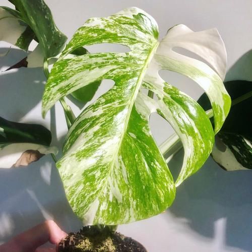  #龟背竹#叶子带白斑的龟背竹盆栽，害怕叶色退化了，经常浇磷酸二氢钾水肥