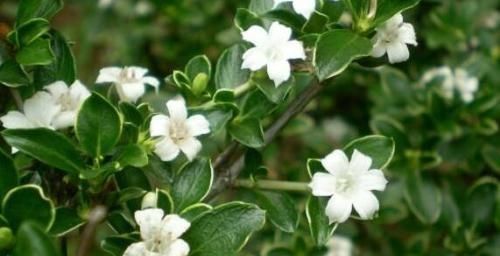 #盆栽#白马骨这种植物农村经常见到,作用广泛,可食用可供盆栽观赏