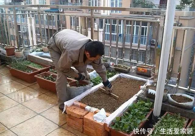  『邻居』邻居竟在楼顶搭建一个菜园，真让人哭笑不得，菜能吃吗？