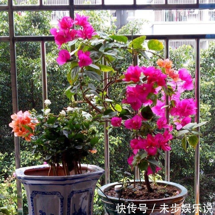  『适合』4种人不适合养花，家里的盆栽绿植很快就死，白花钱！