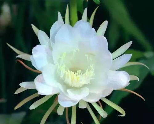  『令箭荷花』6种“荷花”，不用水只用土，开花一茬接一茬！