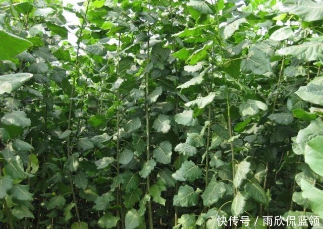 五树不入宅是什么意思?农村人为何不