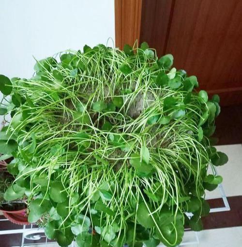  [喝水]原来4种花，都是喝水的，成桶成桶的喝，开花贼鲜艳